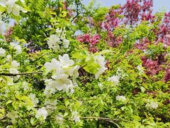 -海棠花溪(元大都城垣遗址公园)