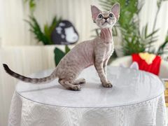-山宅一喵德文卷毛猫舍