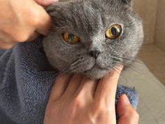 -北京观赏动物医院·24小时大型综合·猫专科·异宠专科