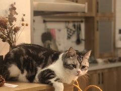 -芭比堂动物医院·犬猫全科·异宠专科(雁塔分院)