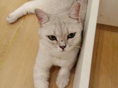 -猫域·湾主题猫咖·宠物吧(南坪城市广场店)
