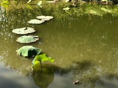 -东郊湿地公园