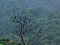 -西湖风景区十里琅珰-五云山