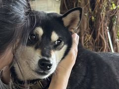 -柴犬高等学院·狗咖·柴犬售卖·宠物训练