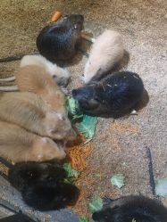 -酷嗒动物文化乐园(cutezoo西溪乐天城店)