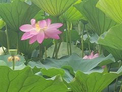 -长春市南湖公园