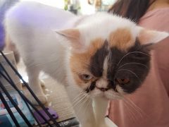 -平行世界·猫咖(首经贸店)
