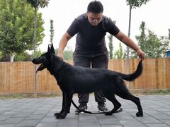 -北京京卫宠物寄养训练中心
