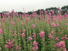 -迪茵湖田家舍生态农场