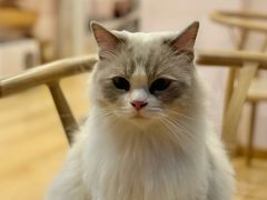 -猫咪派对(江南西店)