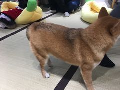-逗柴咖啡屋·狗咖猫咖宠物桌游