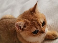 -lincat·猫舍(广州店)
