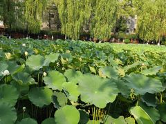 -四川大学(望江校区)