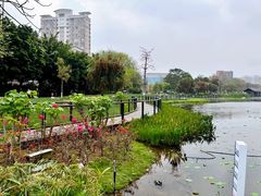 -映月湖公园