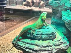 -帕帕拉兹宠物(亚洲旗舰店)