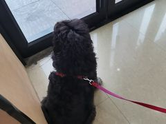-瑞派天使宠物医院·神经外科·骨科·核磁CT(洛川中路店)
