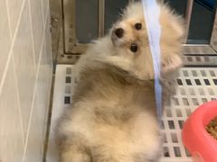 -1013 PET SHOP 宠物商店(近铁城市广场店)
