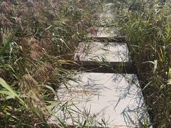 -鹦鹉洲湿地公园
