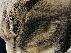 -美联众合宠物医院·爱萌分院·内外科·猫科中心