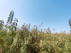 -石家庄市植物园