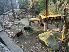 -都江堰中华大熊猫苑