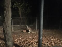 -清迈夜间动物园