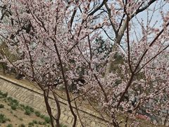 -海棠花溪(元大都城垣遗址公园)