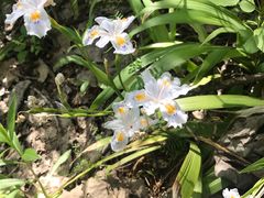 -合肥滨湖国家森林公园