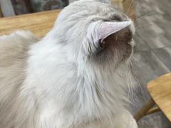 -楼上猫咖(罗湖店)