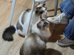 -白兔子密室(长寿路店)