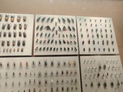 -上海昆虫博物馆