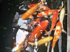 -牛New寿喜烧(新六百店)