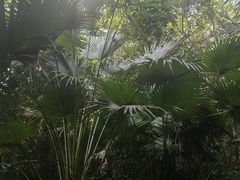 -呀诺达热带雨林