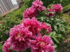 -曹州百花园
