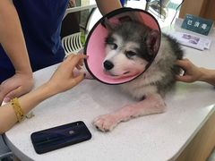 -联合动物医院(光谷诊疗中心)