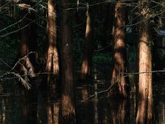 -桤木河湿地公园