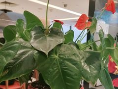 -康师傅私房牛肉面(申虹店)