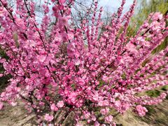 -永定河休闲森林公园