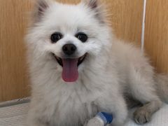 -美联众合动物医院·24h京西诊疗中心