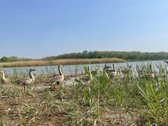 -北京麋鹿生态实验中心