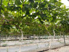 -成都美盈都市现代农业示范园