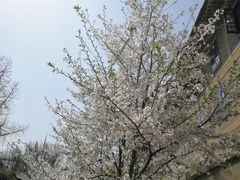 -武汉大学-樱园