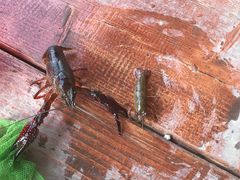 -同銮特种养殖场·龙虾垂钓