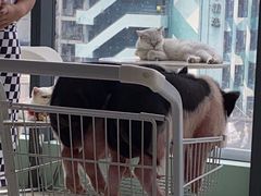 -怪兽屋·羊驼·猫咖·狗咖(俊华广场店)