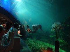 -海棠湾洲际-涛·海底餐厅·美人鱼·自助餐·海底隧道