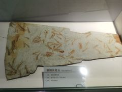 -中国第四纪冰川遗迹陈列馆