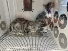 -北京观赏动物医院·24小时大型综合·猫专科·异宠专科