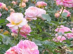 -人民公园(罗湖区)