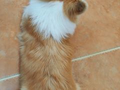 -柯斗斗主题餐厅·狗咖·围炉煮茶·茶饮(国瑞升平里店)