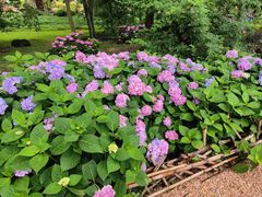 -上海共青森林公园